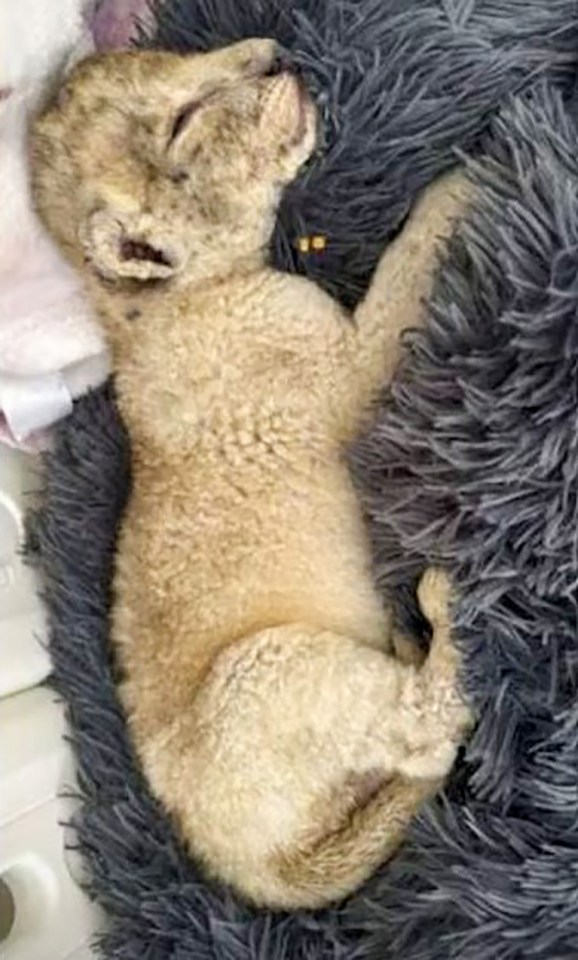 a lion cub is sleeping on a fluffy blanket .