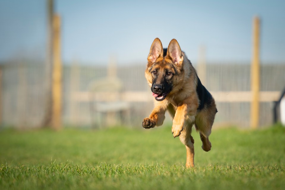 a german shepherd puppy is running in the grass