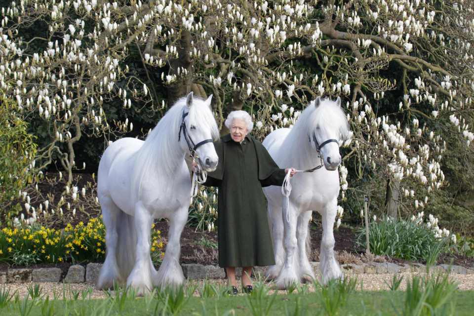 a woman in a green coat stands next to two white horses