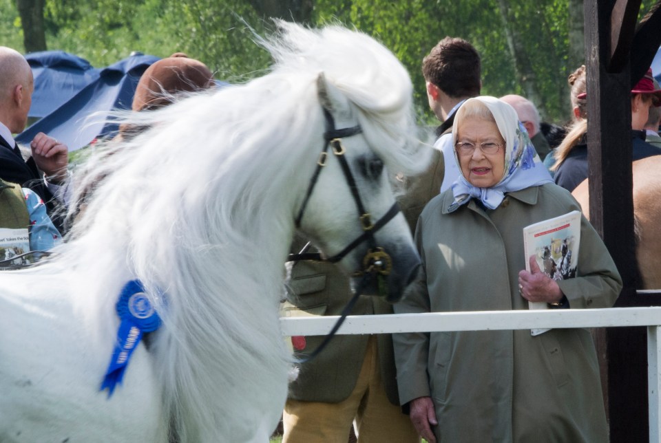 the queen is standing next to a white horse with a blue ribbon on it