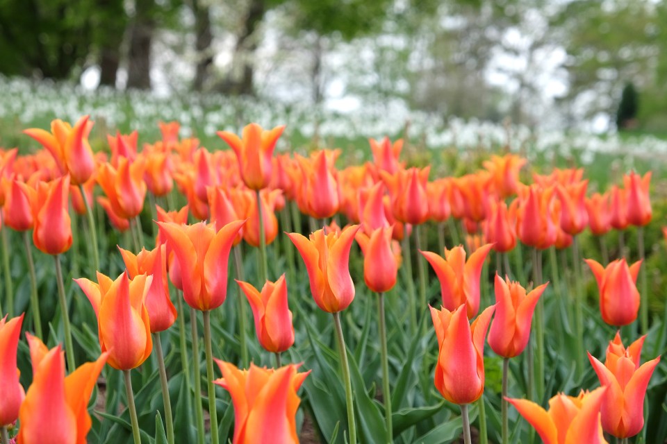 Tulip 'Ballerina' is beautiful all planted in a swathe