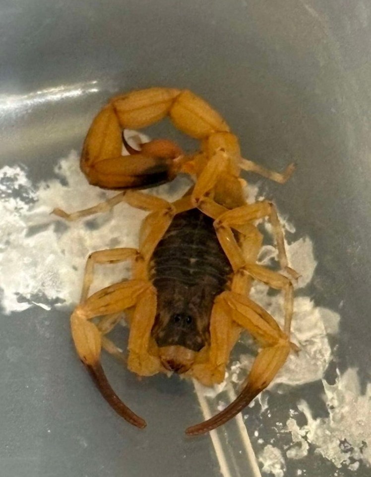 a close up of a scorpion on a gray surface