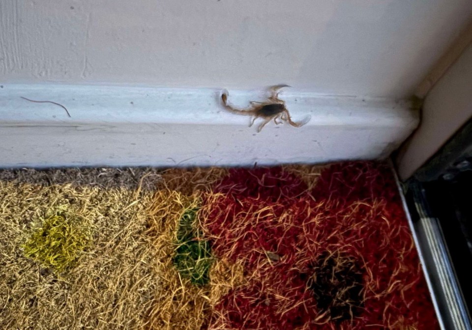 a scorpion is crawling on a door mat