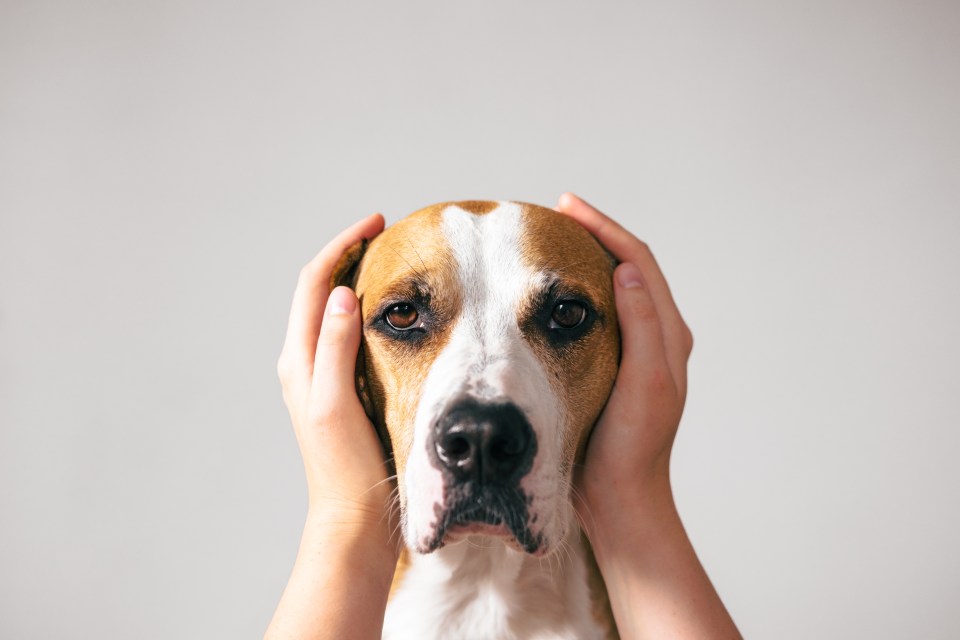 a person holding a brown and white dog 's head