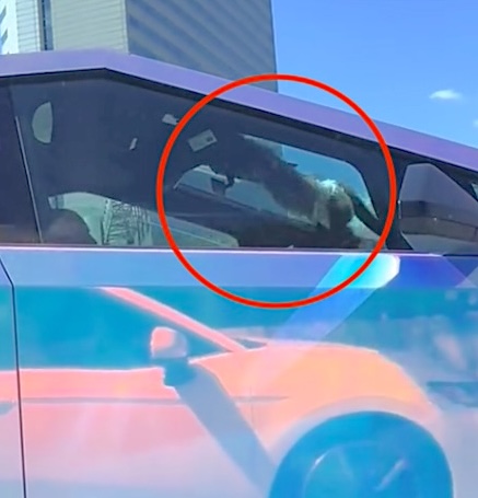 A pet monkey has been filmed swinging inside a Tesla Cybertruck