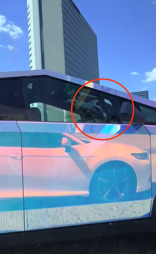 The monkey was spotted by a driver on his way to work