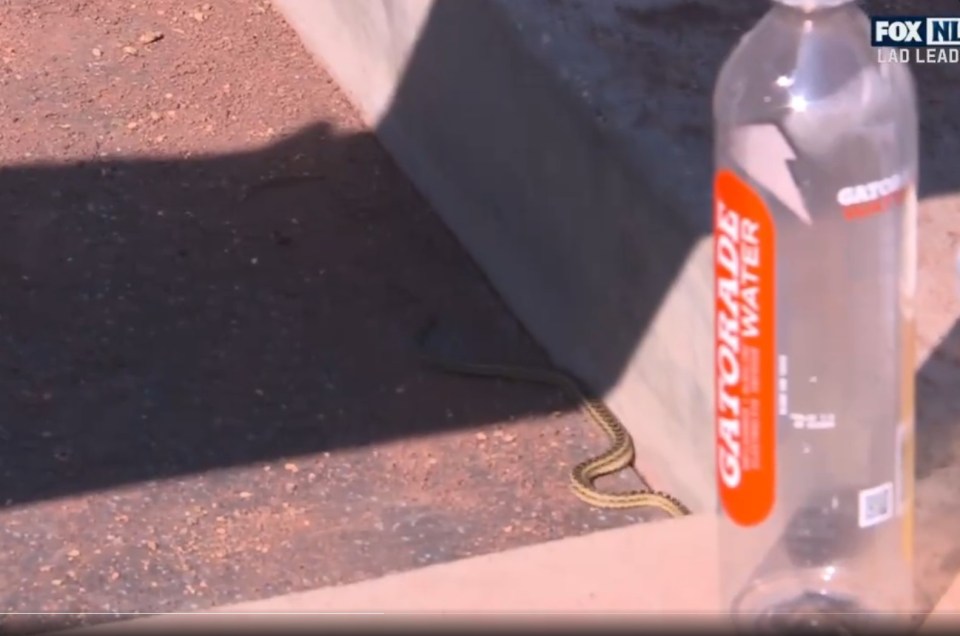 a gatorade water bottle sits next to a snake