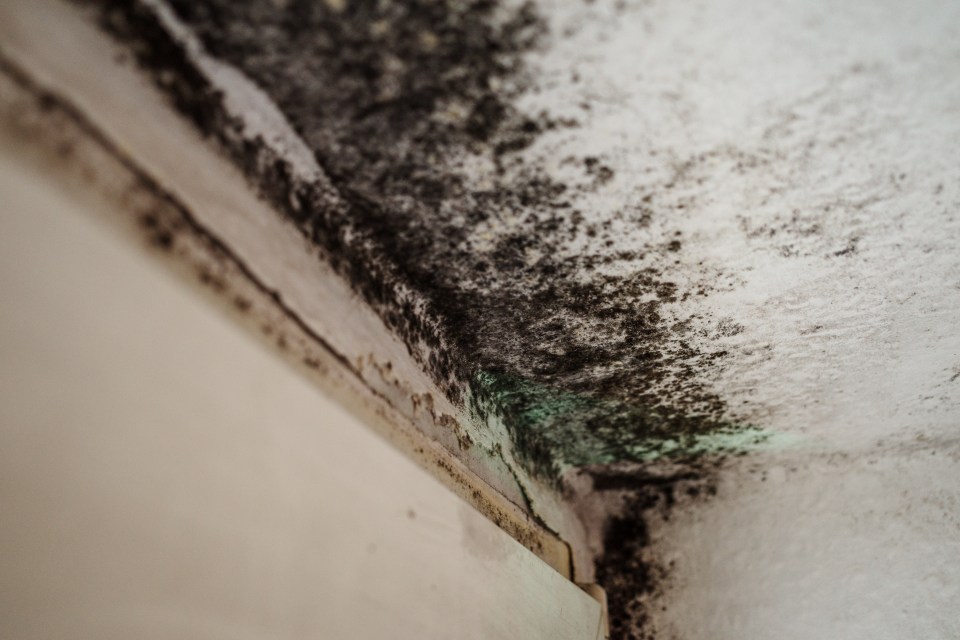 A homeowner was suffering with mould growing in her bedroom ceiling