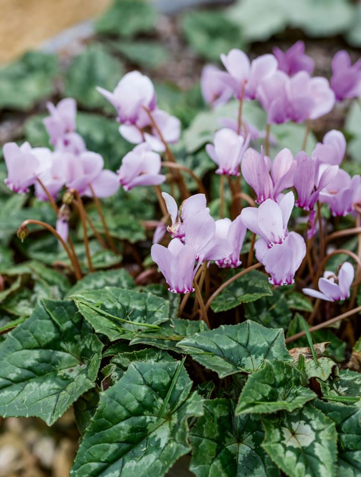 These pretty flowers will signal spring isn't far away