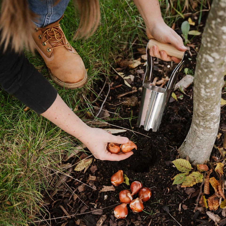 Now is the perfect time to get your bulbs in the ground