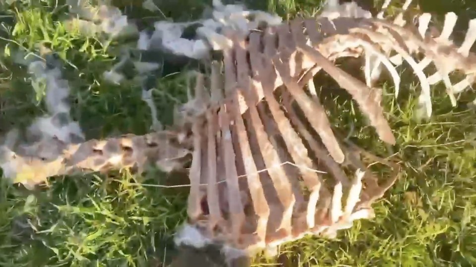 All the bones appear to have been licked clean by the suspected leopard