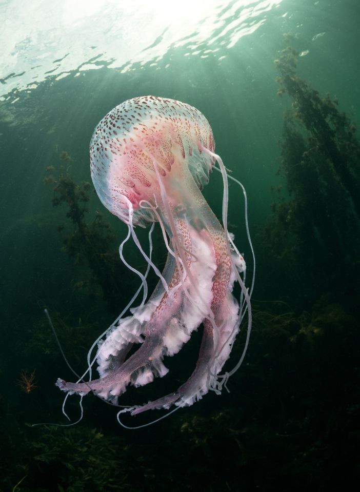 The warnings came after people had spotted the colourful mauve stinger jellyfish