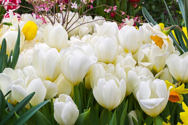 a bunch of white flowers with yellow flowers in the background