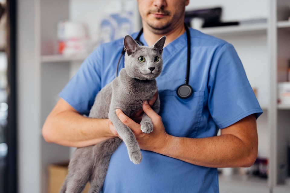 a veterinarian is holding a gray cat with a stethoscope around his neck