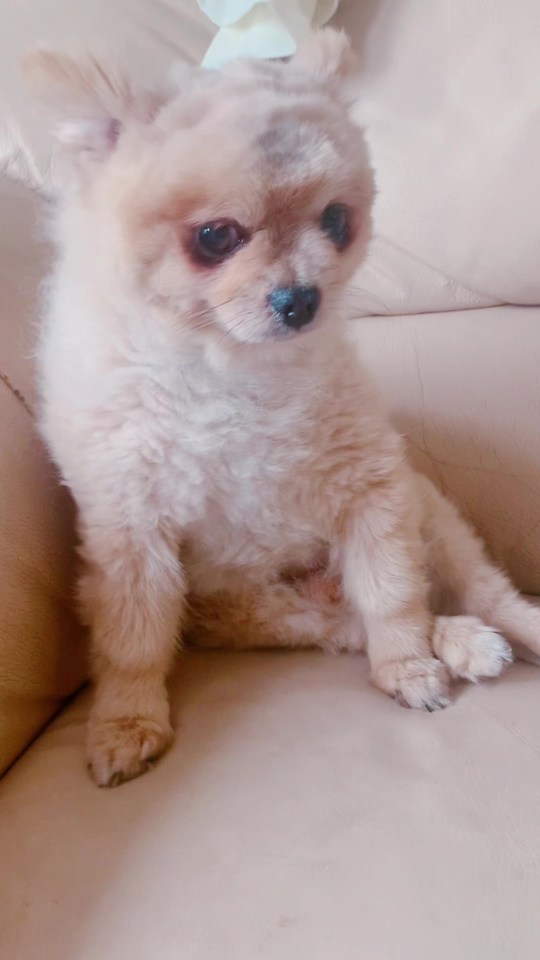 a small white dog is sitting on a white couch