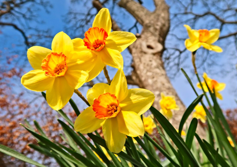 The sight of daffodils indicates danger for pigeons