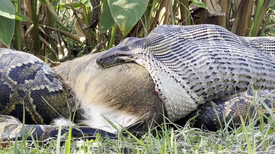 Burmese pythons, researchers found, can stretch their mouths up to 10.2inches (26cm)