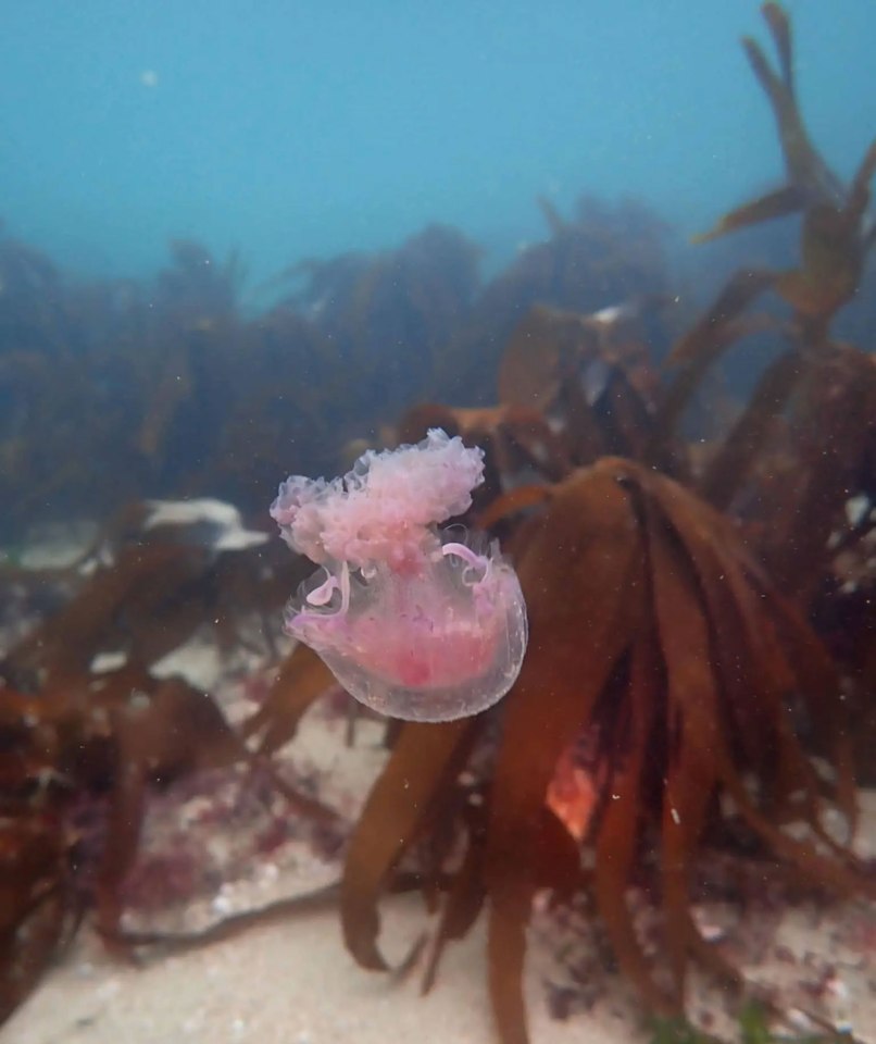 Swimmers have been urged to wear wetsuits after the jellyfish have been spotted