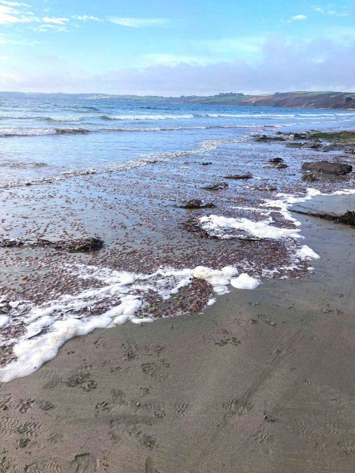 Thousands of Mauve Stinger jellyfish have been spotted near St Austell, Cornwall