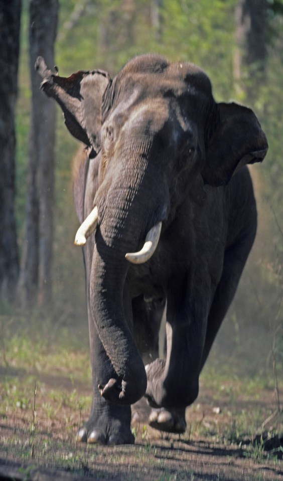 Ten-year-old Tarli slammed the zookeeper against some steel bars