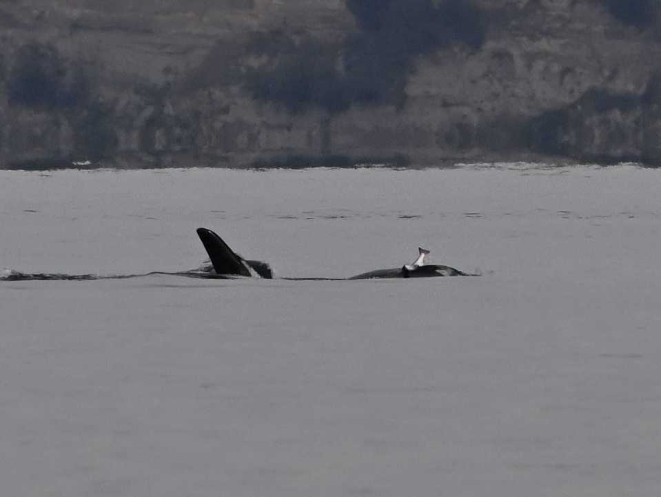 It is thought that the excess of food in the ocean this year has led the whales to keep their food on their heads for later