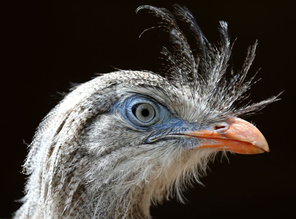 The Phorusrhacid's closest living relative is the flightless red-legged seriema