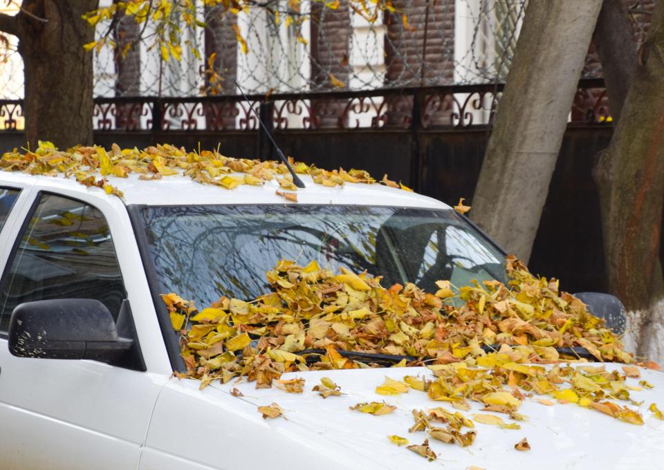 Failing to clear fallen leaves from your windscreen is actually an offence