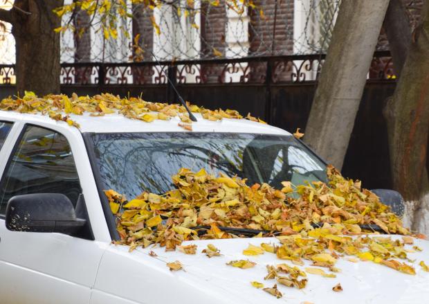 a white car with leaves on the windshield and roof