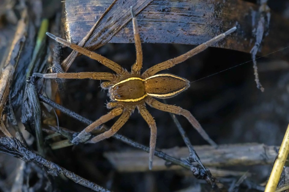 Fish-eating spiders the size of human hands are on the loose in Britain