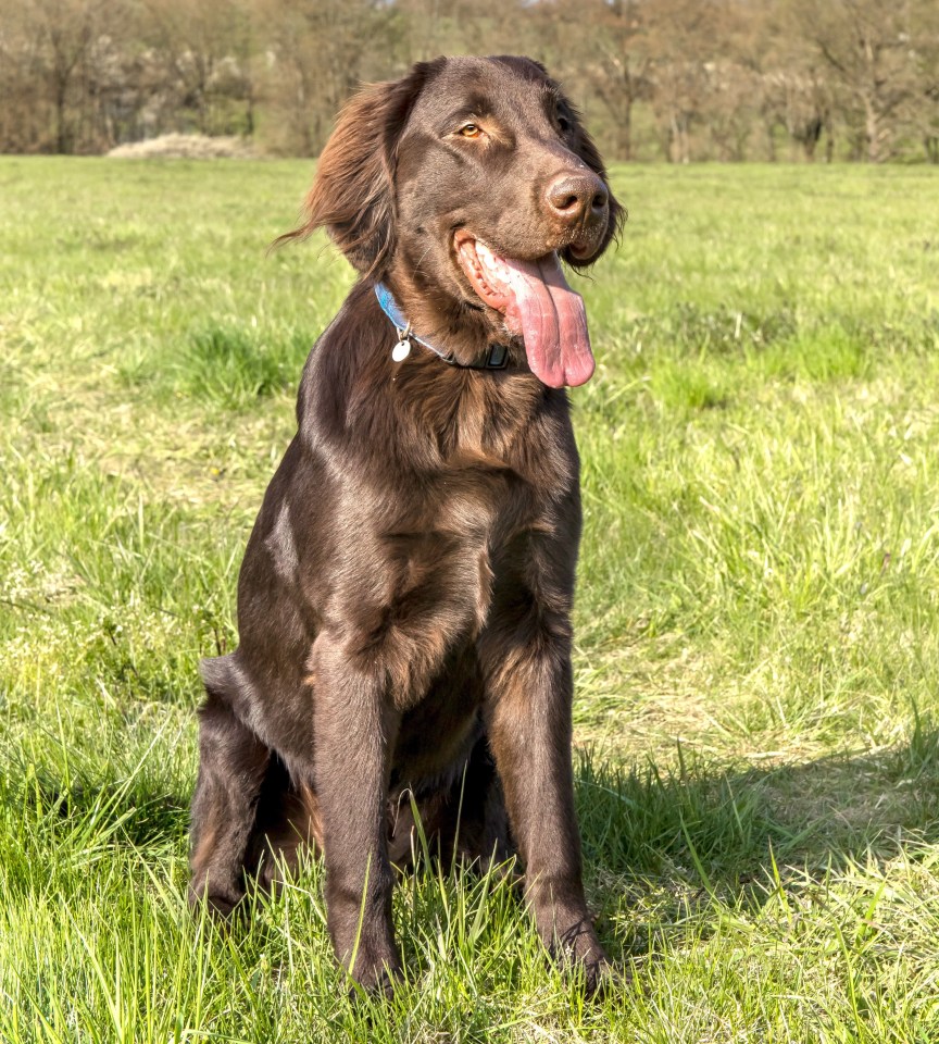 The expert warned that a staggering 50% of all Flat-coated Retrievers 'die of cancer'