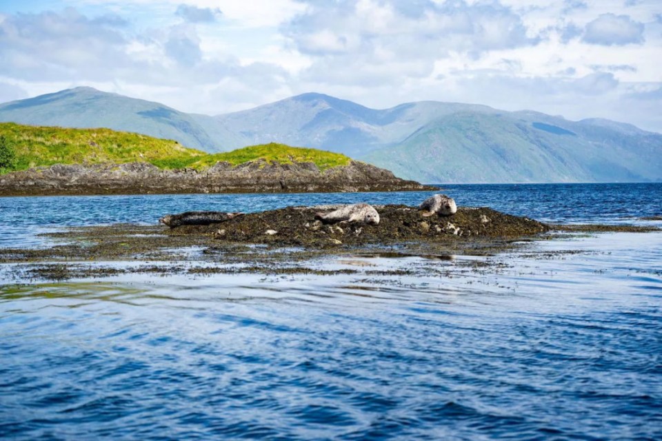 The island is regularly visited by seals, otters and porpoises