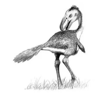 Life reconstruction of the terror bird Andalgalornis