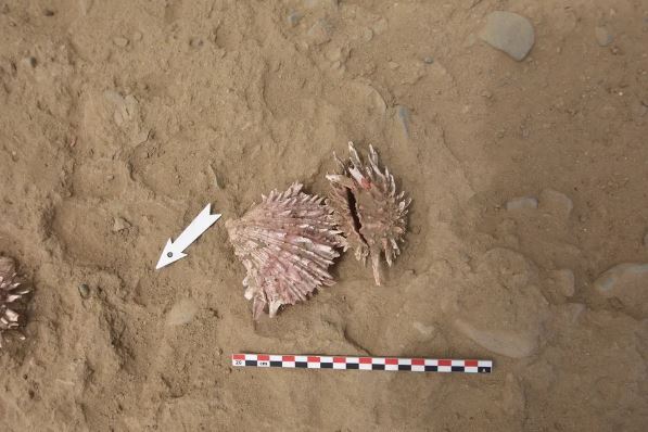 Spondylus shells were prized by the Chimu and found in the grave