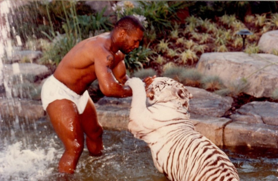 Tyson play fights with one his tigers at his Las Vegas home