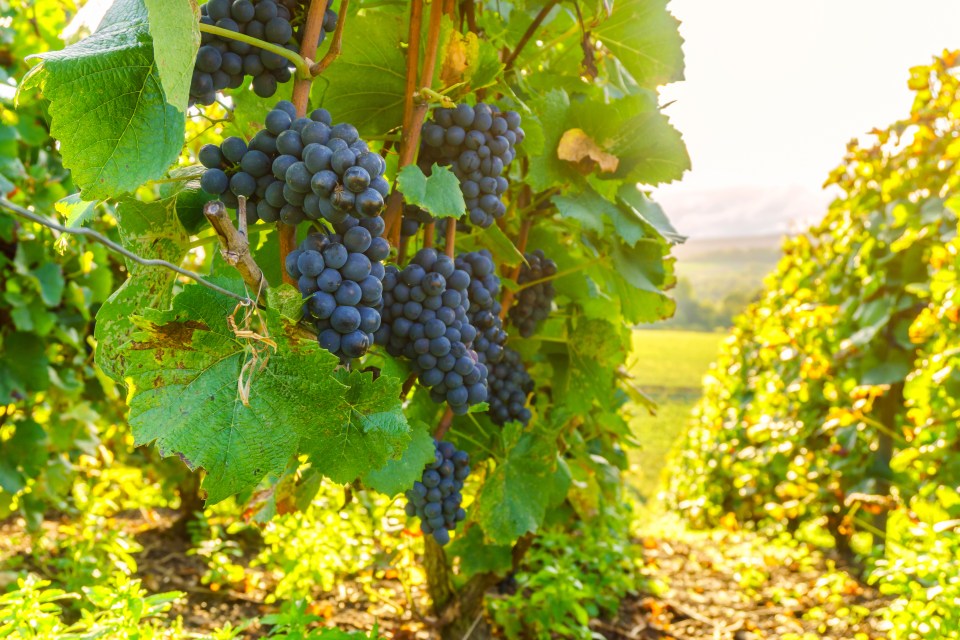 Vineyards at Montagne de Reims