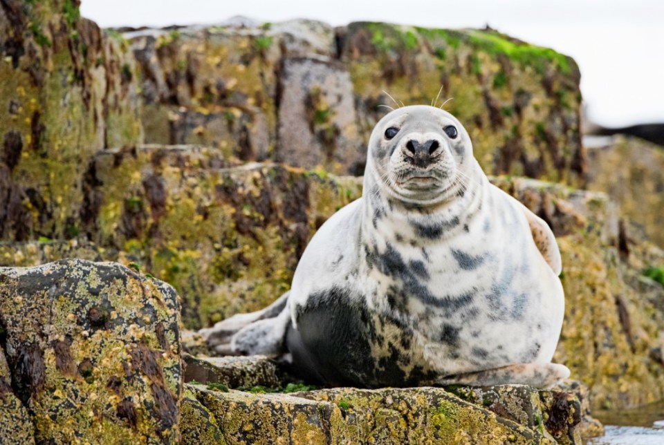 Rob Deaville, an expert in marine mammals believes the creature is most likely a seal