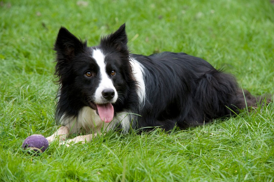 Although Border Collies are generally a great choice for a family pet, they're 'a bit prone to epilepsy'