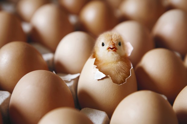 a small chick is coming out of a cracked egg