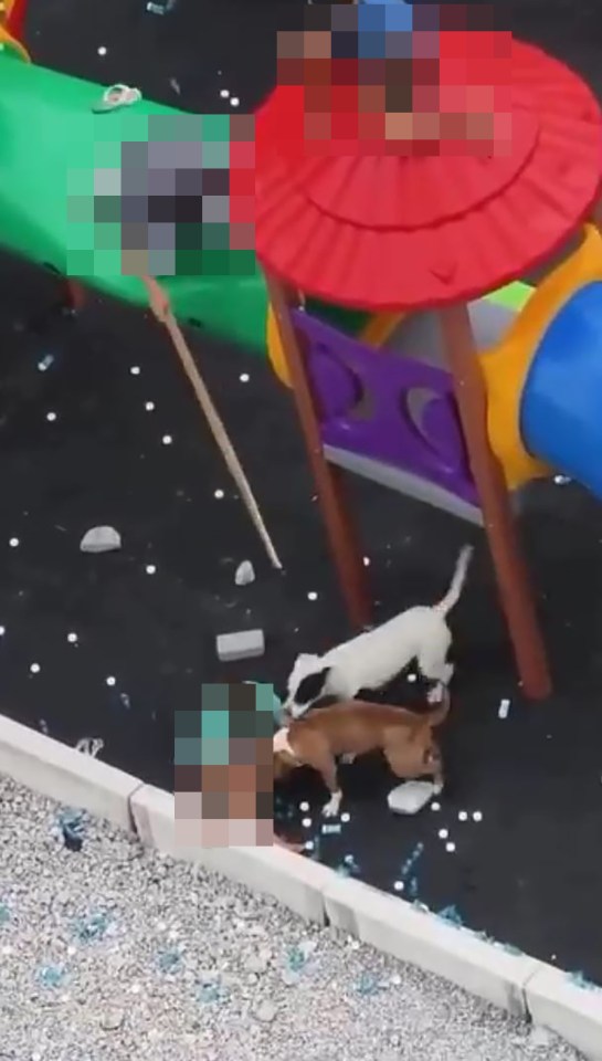 Footage showed the pit bulls attacking children on playground in Brazil