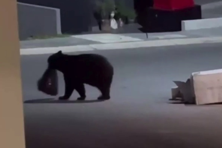 The bear was filmed by her making off with a rubbish bag