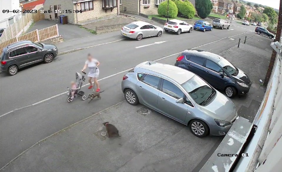 The moment an out of control dog attacked a mum pushing her daughter in a trike while walking her dog