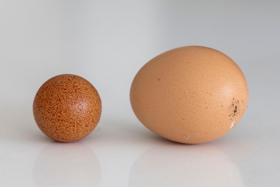 Alex Gingell was left shell-shocked after his hen laid a super-rare round egg