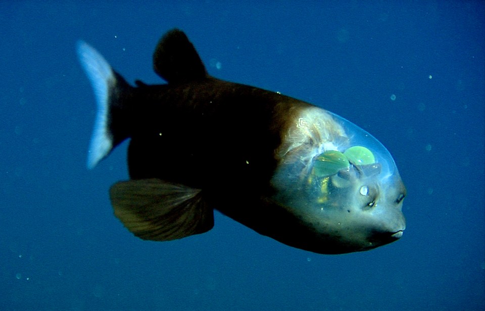 This creepy creature, known as the barreleye fish, lives in depths of up to 1km in the northern Pacific Ocean, where the light rarely touches