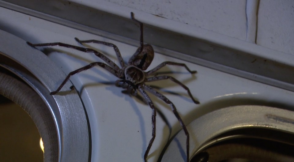 Jungle spiders are common on the set