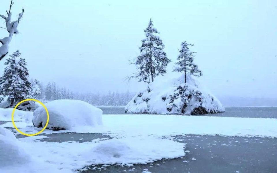 The polar bear can be seen to the left of the snow-covered rock