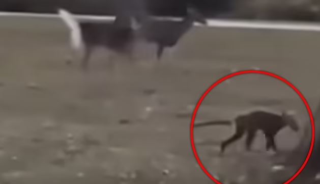 The eerie moment the bizarre animal was spotted in a public park in West Virginia