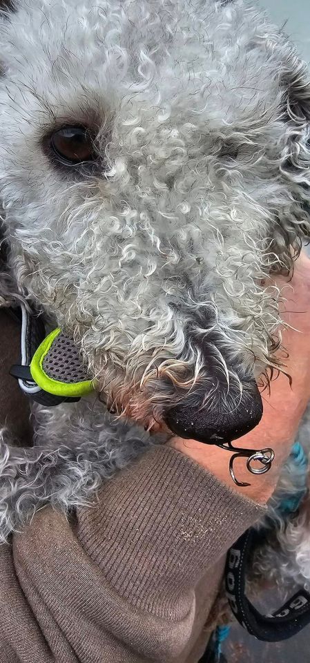 The hook was found on Penmaenmawr beach, Conway