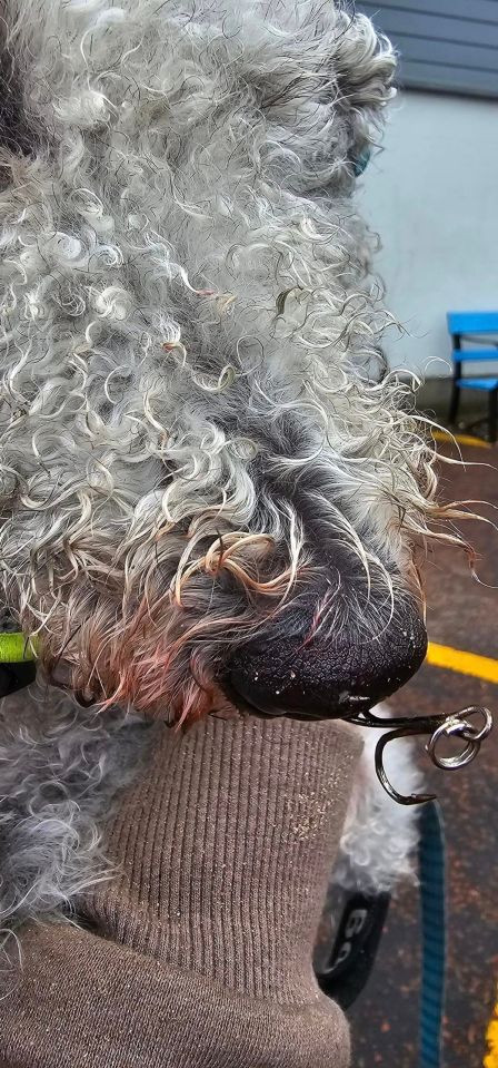 The three-year-old Bedlington Terrier was left yelping in agony after being speared by angling a three-pronged barbed angling hook