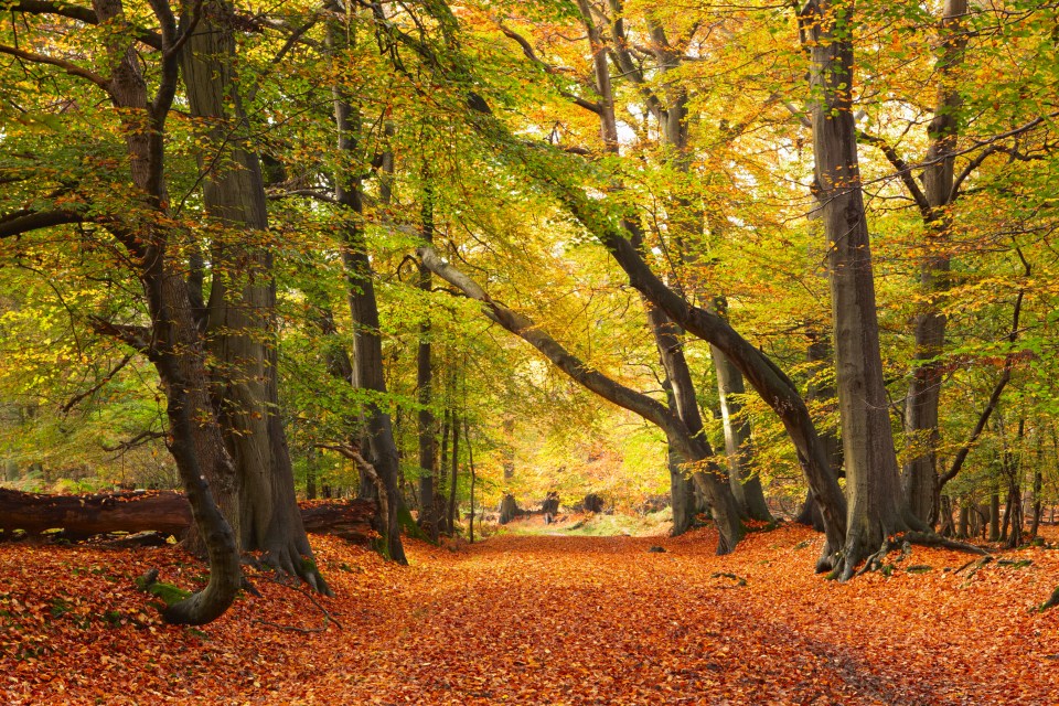 Ashridge Estate is a 5,000-acre site in Hertfordshire, with more than 80 miles worth of pathways