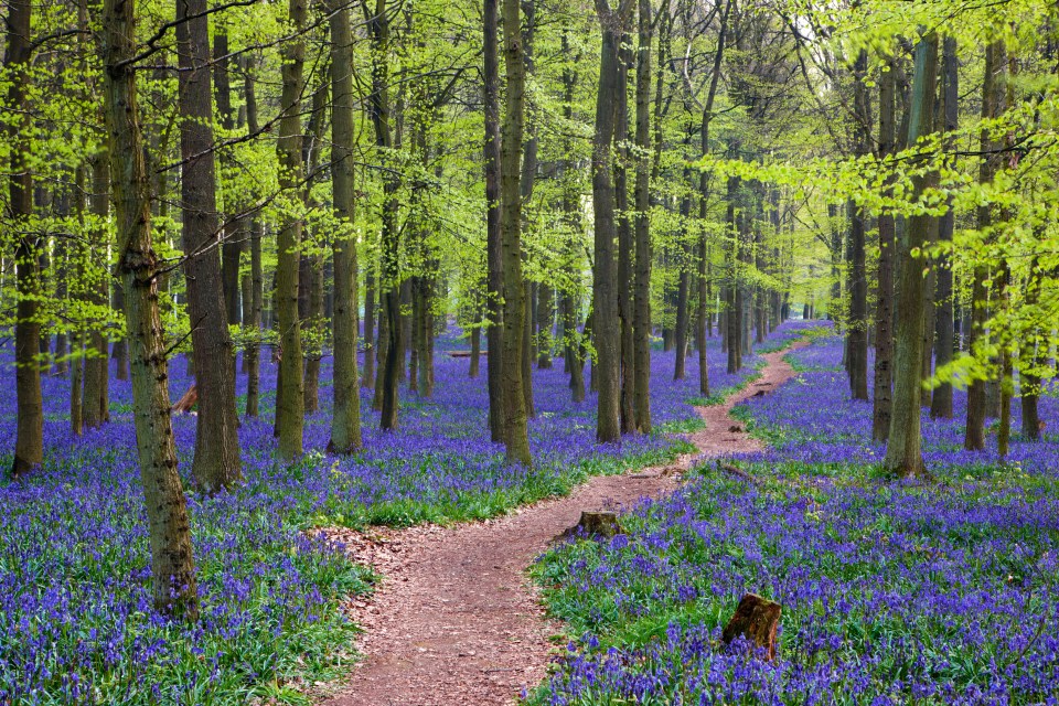 Bluebells flower in the Ashridge Estate in the Spring, with Dockey Wood being one of the best places to see the flowers